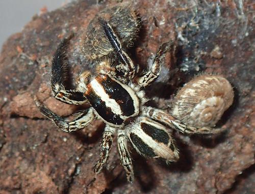 Réf. 235 699 : Plexippus paykulli